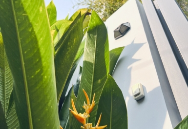 Lợi ích của trang trí cây xanh trong nhà